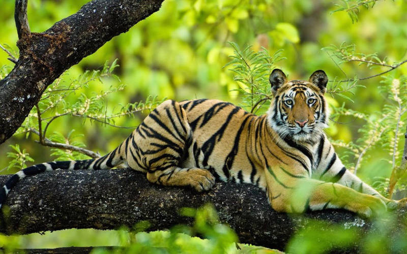 Bandhavgarh National Park