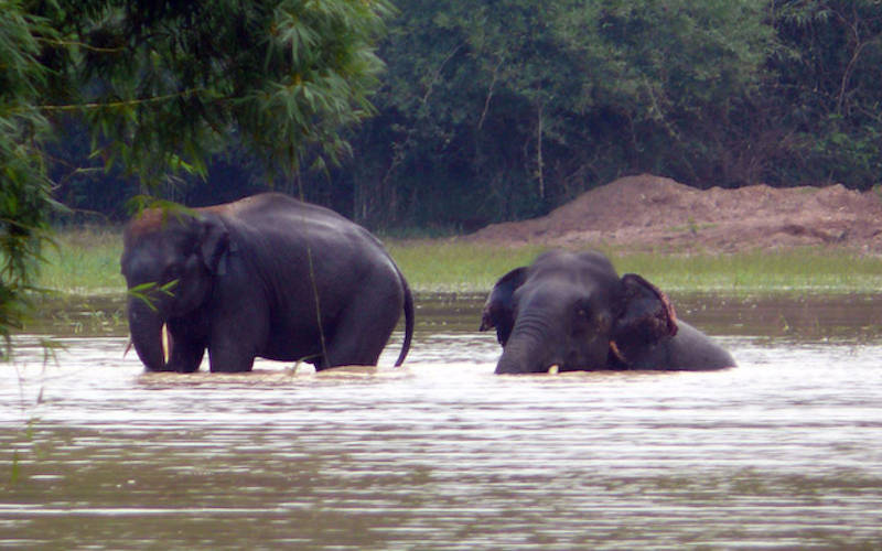 Chandaka Elephant Reserve