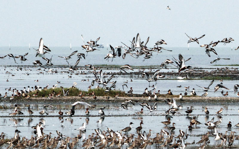 Chilika Wildlife Sanctuary