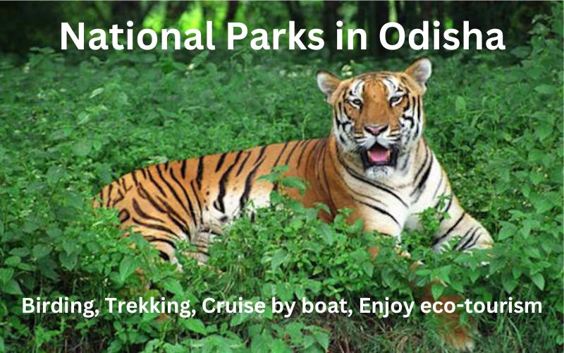 Top 10 Wildlife Sanctuaries and National Parks in Odisha