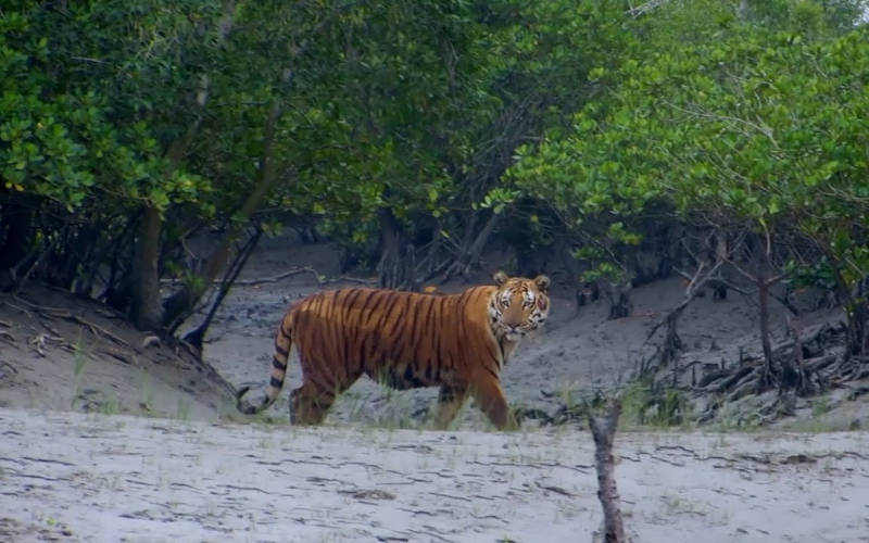 Sunderbans National Park