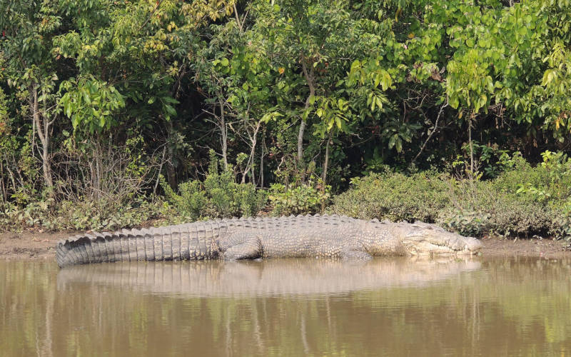 Bhitarkanika National Park