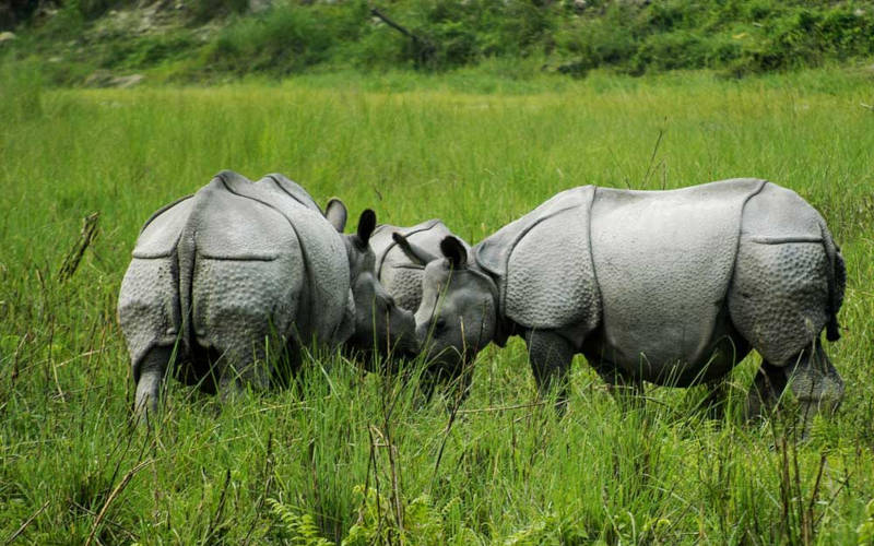 Jaldapara National Park