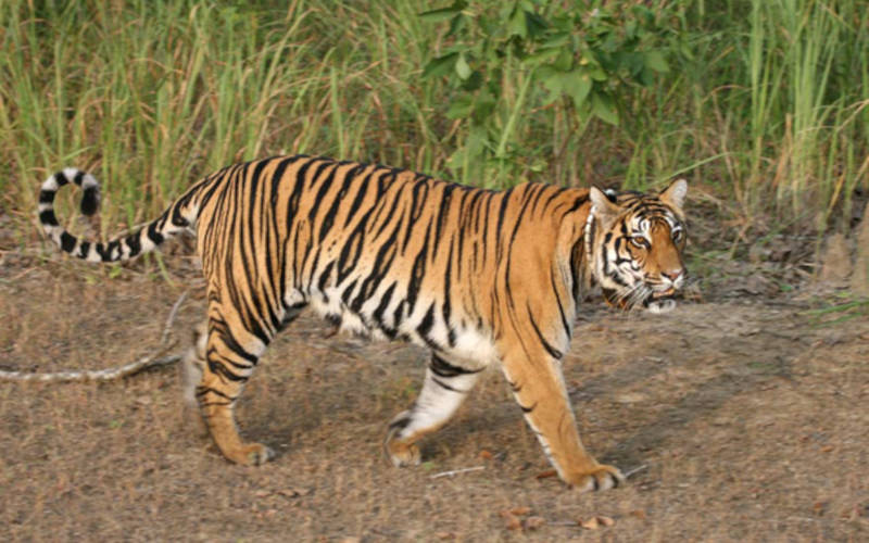 Kanha National Park