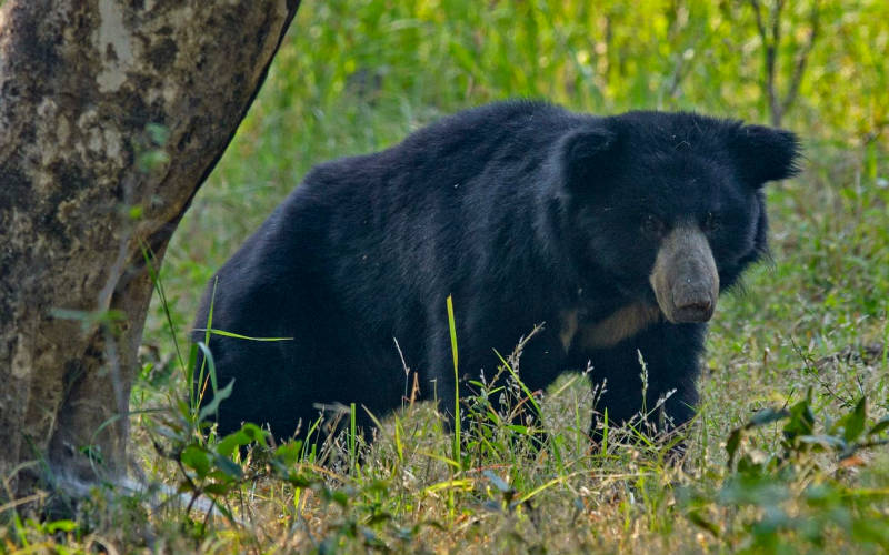 Satpura National Park