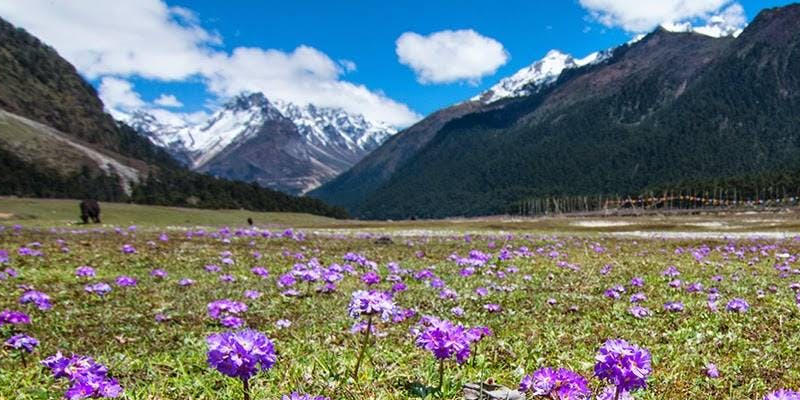 Shingba Rhododendron Sanctuary